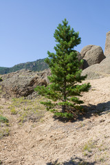 A small pine on a mountainside