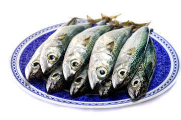Atlantic mackerel