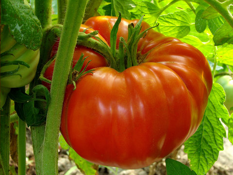 Red Giant Tomato