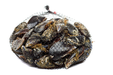blue mussel bivalve