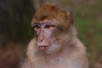 primate