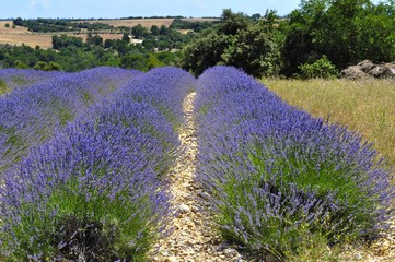 Lavande en Provence, valensole.