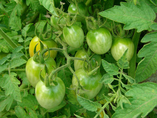 green tomatoes growing in the garden