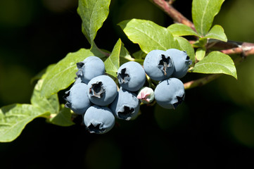 Blueberry on the tree