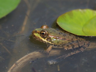 Marsh Frog, Rana ridibunda