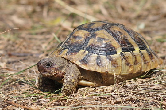 Hermann's Tortoise (immature)