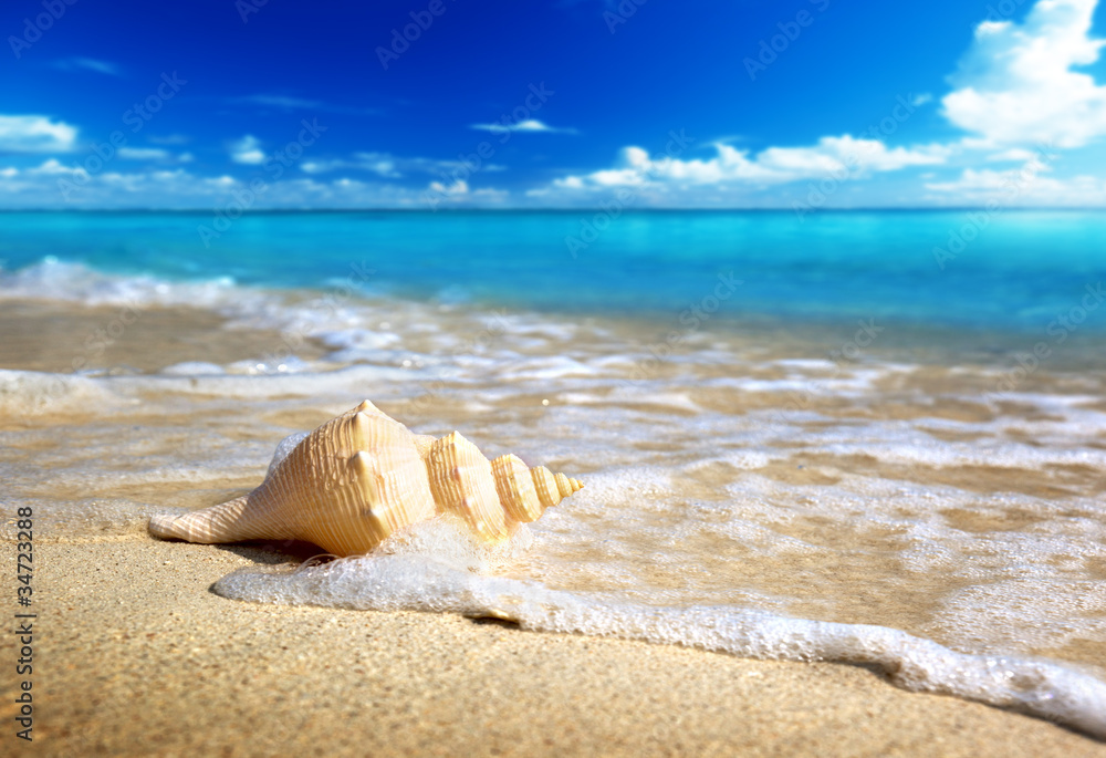 Poster seashell on the beach (shallow dof)
