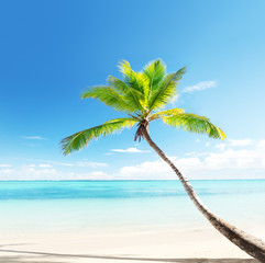 palm on Caribbean beach