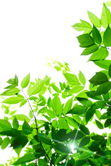 Green leaves on white background