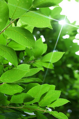 Green leaves on white background