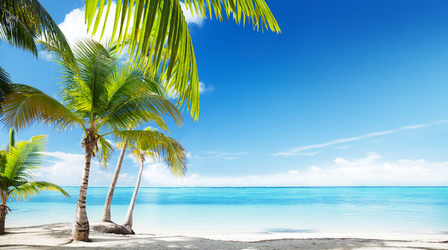 Fototapeta Caribbean sea and coconut palms