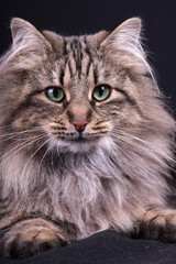 portrait of Norwegian female cat