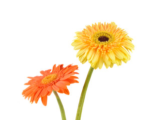 Orange and yellow  daisy-gerbera