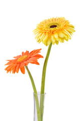 Orange and yellow  daisy-gerbera