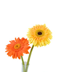 Orange and yellow  daisy-gerbera