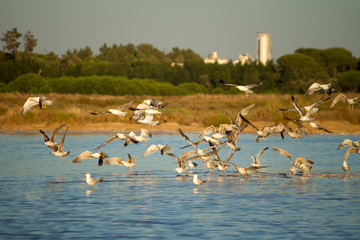 seagulls at nature park © Mauro Rodrigues