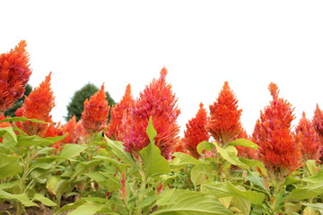 赤いケイトウの花畑