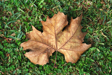 Hoja de otoño sobre hierba verde