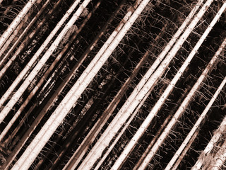 Wald - Tannen - Baumstämme