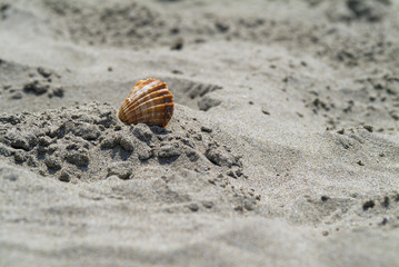 Fototapeta na wymiar samotny shell