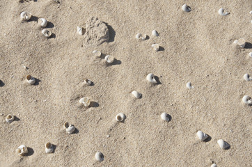 Fototapeta na wymiar plage coquillage madagascar