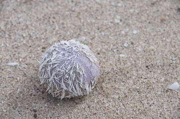 oursin mort plage madagascar