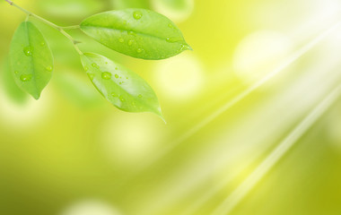 green leaf with drops of water with natural background