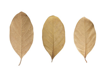 Dried Leaf isolated