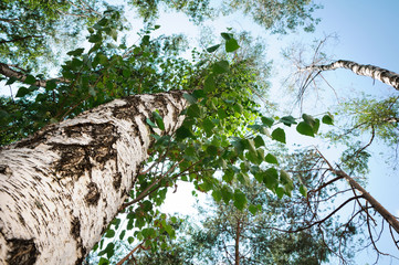 green birch in forest on sky background. Summer day