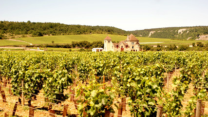 Fototapeta na wymiar Vineyard in Bourgogne