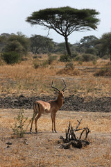 Impala du parc de Tarangire