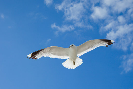 sea gull flying in the blue sky over the Baltic Sea