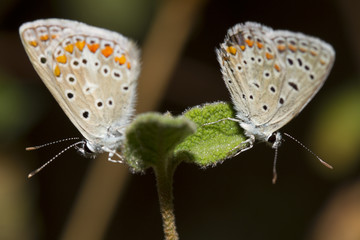 Southern Brown Argus