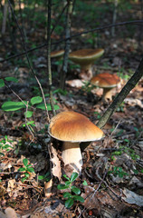 Edible Boletus Edulis mushroom in the forest