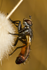 Tachinid Fly (Cylindromyia rufifrons)