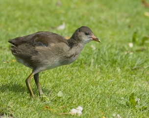 Young Moorhen