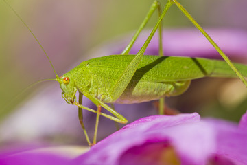 Sickle-bearing Bush-cricket (Phaneroptera falcata)