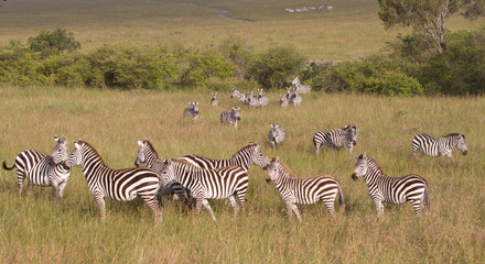 Fototapeta na wymiar Stada zebry w Masai Mara Game Reserve
