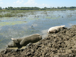 cochons prennant un bain de boue dans un lac