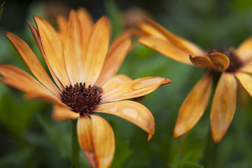 Vibrant African Daisy