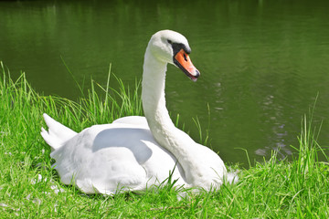 White swan on a pond