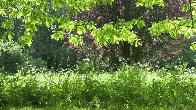 natur