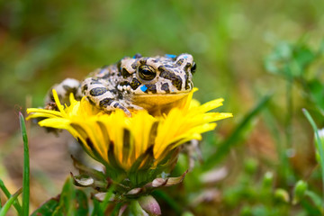 Young toad on the soft thistle flower in the grass