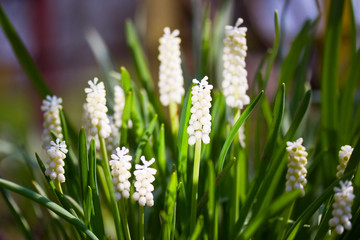 Bunch of white grape hyacinths in the grass