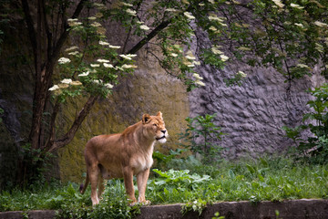 Lioness on the grass in Warsaw zoo