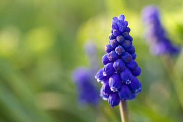 Single violet grape hyacinth in the grass