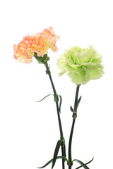Obraz premium Pink yellow and green carnations isolated on white background