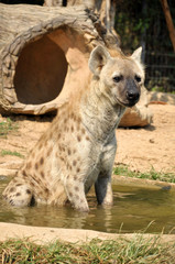 Obraz premium spotted hyena