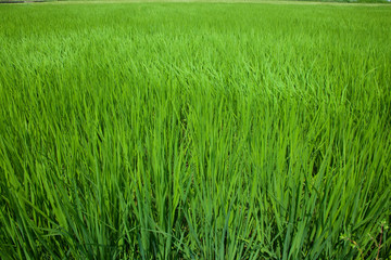 farm[paddy_field]_12