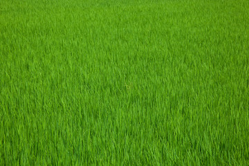 farm[paddy_field]_09
